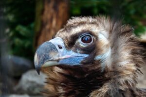 Floki Whale Alert 450 Surge Signals Major Move