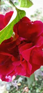 Bitcoin Mining Gets 2000MW Boost in Pakistans Historic Power Allocation